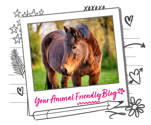 a picture of a horse in a field surrounded by a polaroid banner and illustrations