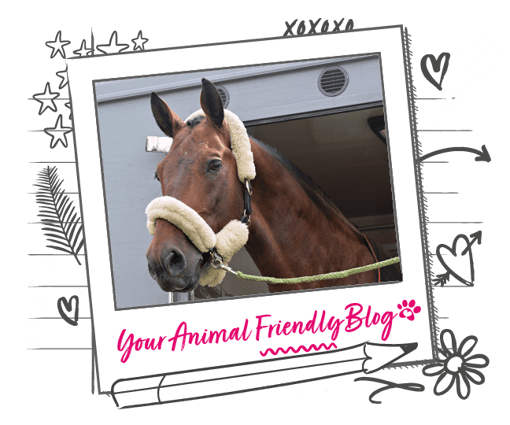 a picture of a horse's head looking out of a trailer