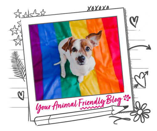 Jack Russell puppy sitting on a rainbow blanket