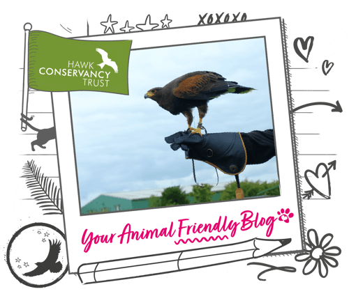 a picture of a bird of prey in a polaroid banner