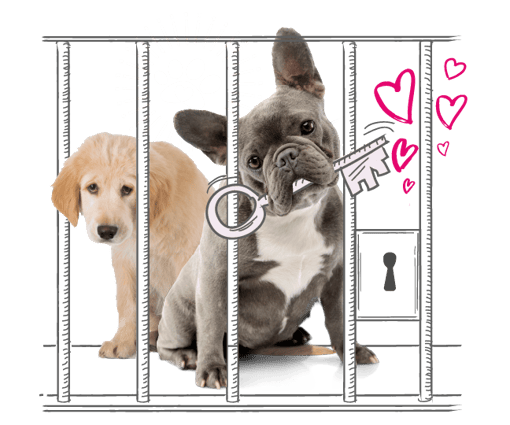 a graphic showing animals behind an illustrated bars 