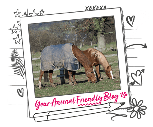 Two chestnut horses grazing in a field, one is wearing a rug.