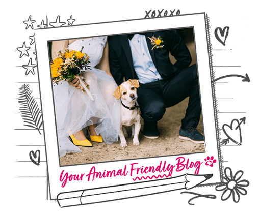 a picture of a dog between a bride and groom at a wedding 