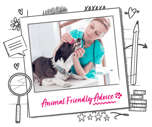 Photo illustration of a vet examining a dog