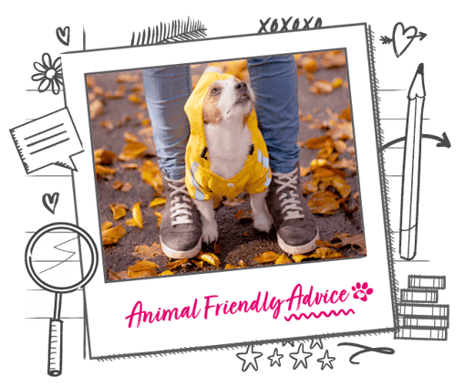 Photo illustration of a dog in a raincoat