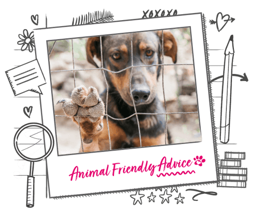 Photo of a dog behind a wired fence