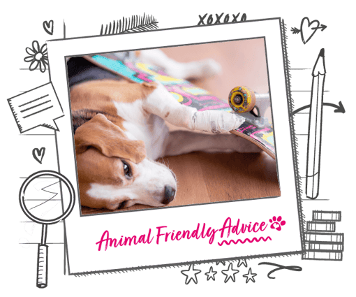 Photo of a dog injured by a skateboard