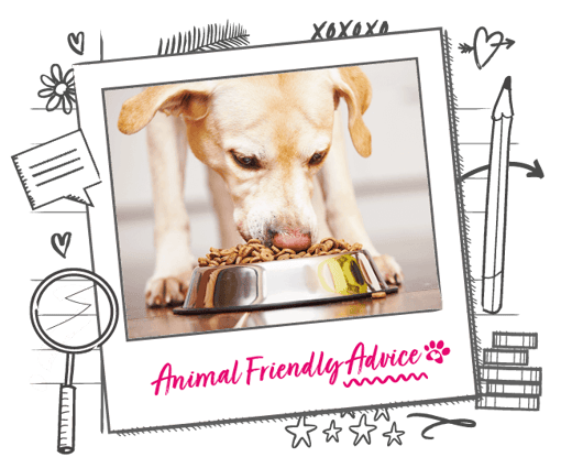 Dog eating out of a bowl