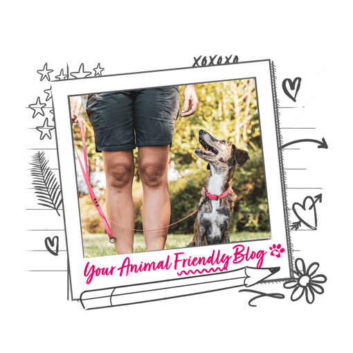 A dog looking up at its owner while the frame reads "your animal friendly blog" 