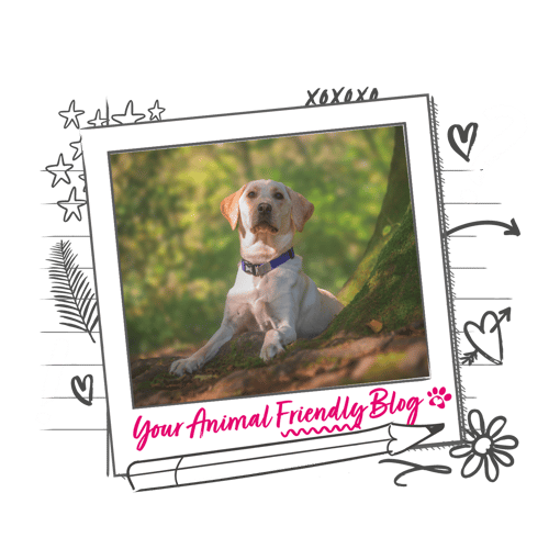 Labrador sitting by a tree in a frame that says "Your Animal Friendly Blog"