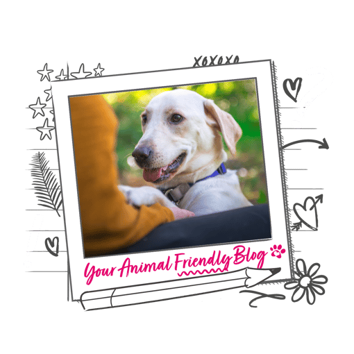 a yellow Labrador giving their owner a paw 