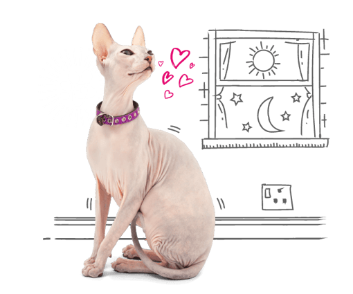 Illustration of a cat by a window