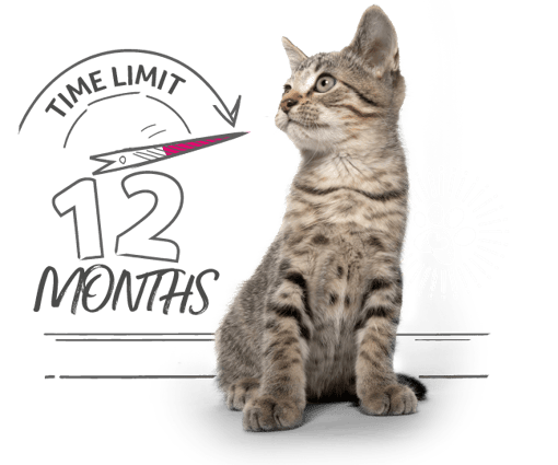 An image of a tabby cat sitting next to an illustration of a dial with the words time limited 12 months on