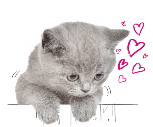 Kitten looking over an illustrated fence