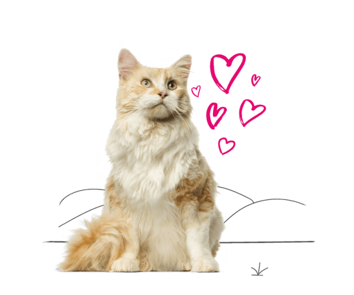 Older cat with illustrated love hearts