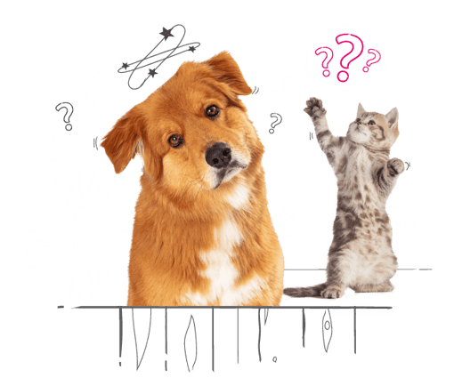 Photo illustration of a dog and a cat