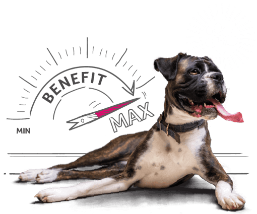 Illustration of a dog