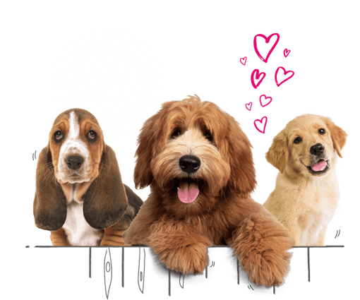 Photo illustration of 3 dogs looking over a fence