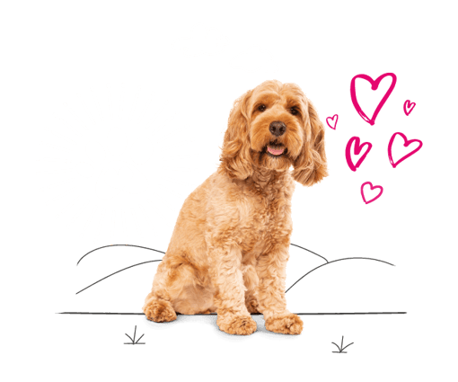 Cockapoo sitting nicely