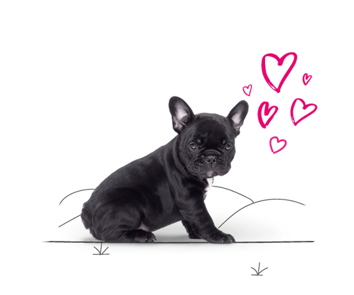 French bulldog sitting nicely