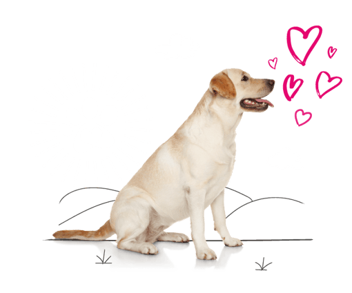 Labrador sitting nicely