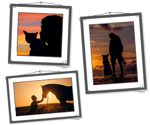 Collage of three images at sunset of a dog with owner, cat with owner, and horse with owner