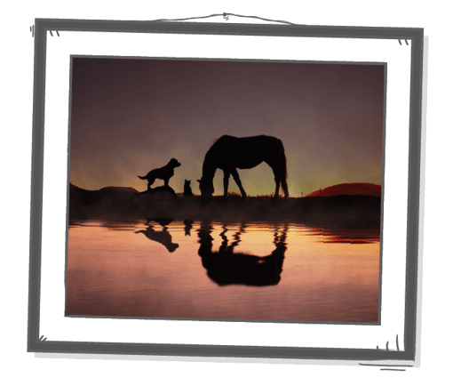 Image of a dog, cat, and horse silhouette, at the water's edge together, at sunset