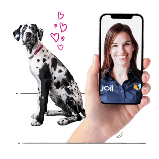 Photo illustration of a dog and a screen shot of a cat