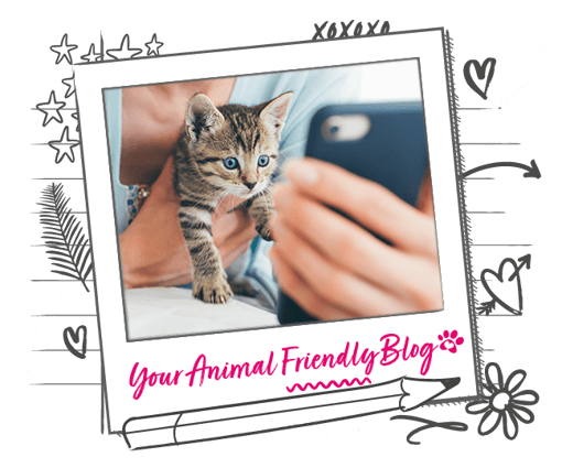 An illustration of a frame containing a kitten being held looking at a phone, with the writing your animal friendly blog 