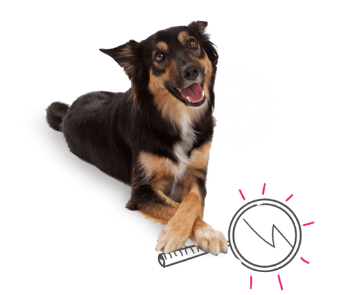 Dog with a magnifying glass