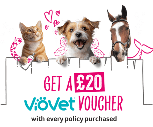 viovet cat dog and horse image with fence