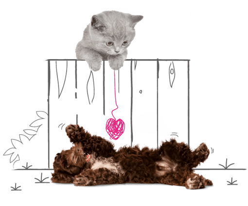 Cat looking over a fence at a dog.