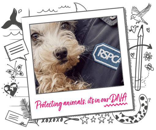 Image of dog with RSPCA logo, on illustrated banner background