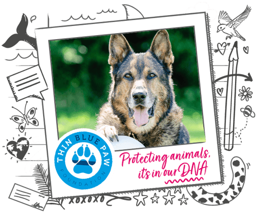 Image of German Shepherd Dog with Thin Blue Paw logo, on illustrated banner background