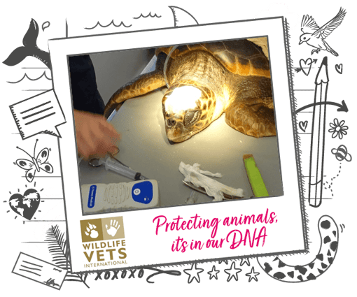 Image of turtle at vets, with Wildlife Vets logo on illustrated banner background