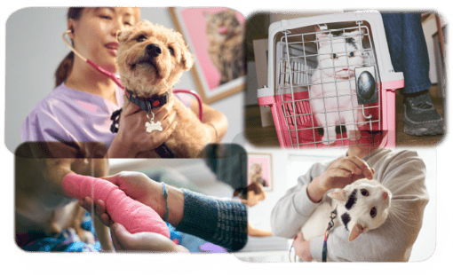 A collage of cats and dogs with vets and receiving care