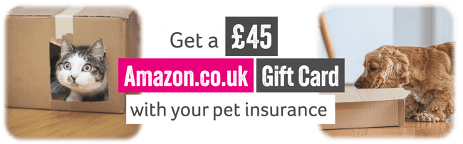 Pet insurance offer