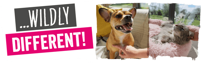 Banner with wildly different in grey and pink with an image of a dog and cat next to it