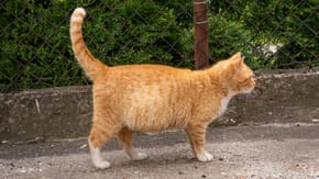 A pregnant ginger cat