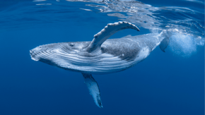 A whale