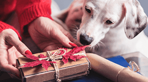 A dog looking at a gift