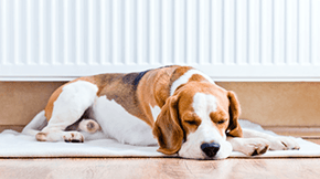 A Beagle sleeping by a radiator