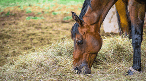 A horse grazing in a field