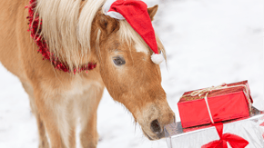 A horse wearing a Christmas hat is curious about the wrapped presents in front of them