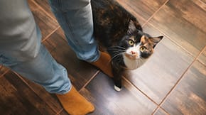 A cat at the foot of their human