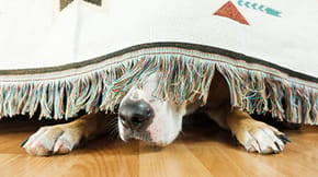 A dog hides under a table, poking their nose out from under a tablecloth fringe