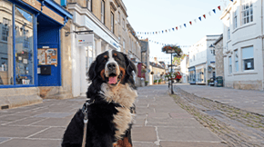 A dog sat on a village street, with bunting decorating the road