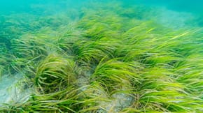 Seagrass under the water, flowing in the current