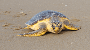 A loggerhead turtle on the sand