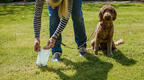 A Cockapoo waits patiently whilst their walker picks up their poo